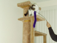 Cat Climbing Structure