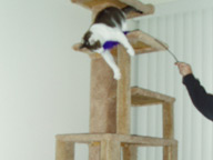Cat Climbing Structure