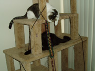 Cat Climbing Structure