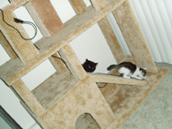Cat Climbing Structure