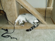 Cat Climbing Structure