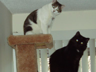 Cat Climbing Structure