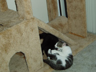 Cat Climbing Structure